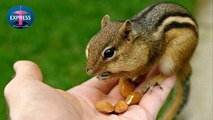 Adorably Cute Squirrels and Chipmunks