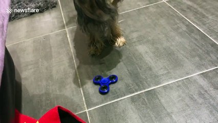 A dog playing with a fidget spinner