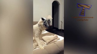 TRY NOT TO LAUGH or SMILE - Super FUNNY CAT videos_19