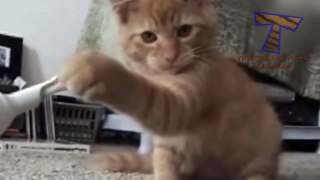 TRY NOT TO LAUGH or SMILE - Super FUNNY CAT videos_8