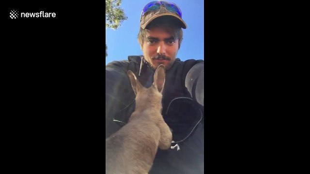 Baby kangaroo tries to climb into man's hoodie because it looks like a pouch