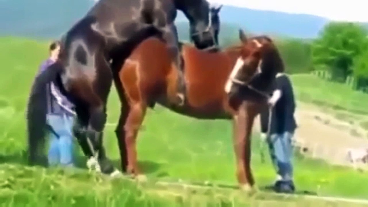 Horses Mating Violently  in Horse Farm