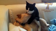Cats and dogs together are so silly #4
