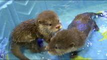 SPLASH! Wildlife World Zoo's Baby Otters' First Swim Lesson - ABC15 Digital