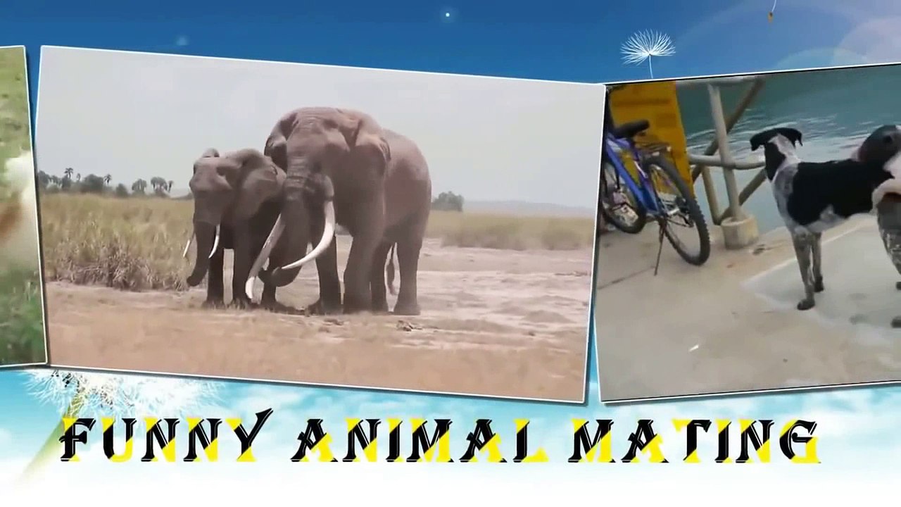 The Breeding and Mating Season of the Zebra