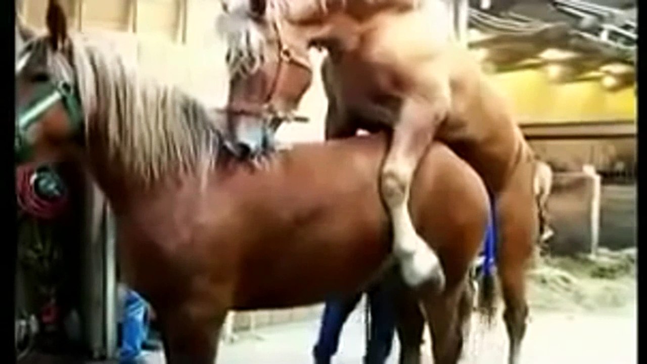 The Horse Mating Season