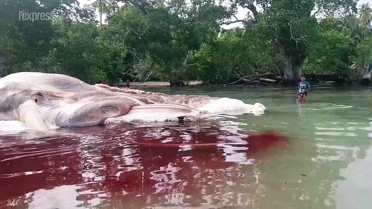 Le monstre marin échoué en Indonésie était en fait une baleine