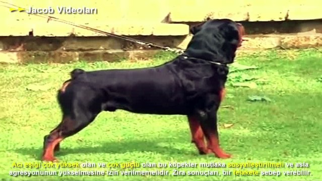 ROTTWEİLER mı SIRTLAN mı ►► Köpek Dövüşleri ve Kavgası Hakkında ► Hyena attack Lion, Rhino, Buffalo