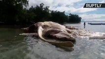 世界が注目！インドネシアに漂着した謎の巨大生物