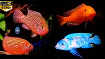 Colourful Aquarium of Beautifully Coloured African Cichlids (Cichleds) with relaxing sounds