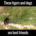 These tigers and dogs are best frie