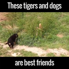 These tigers and dogs are best frie