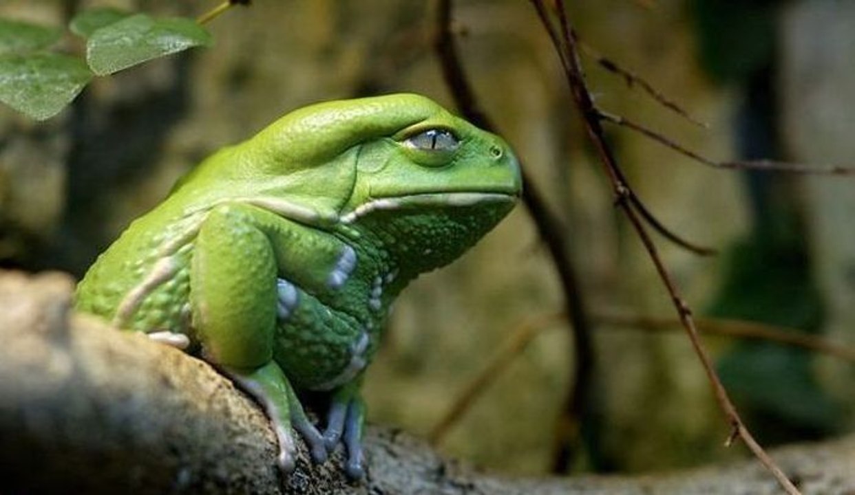 Drôles de Grenouilles - HD (2016)