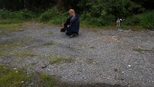 Puppies in the woods