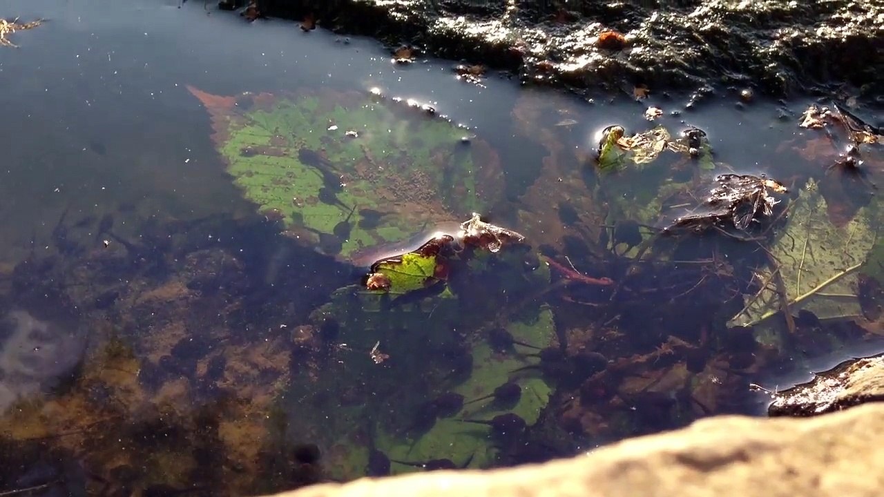 Tadpole
