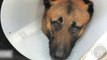 Police dog takes bullet for partner in Florida robbery