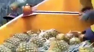 PINEAPPLE HARVEST - How the pineapples are picked from the fields.