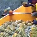 PINEAPPLE HARVEST - How the pineapples are picked from the fields.