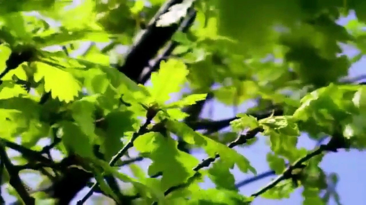 موسيقي مونا مور