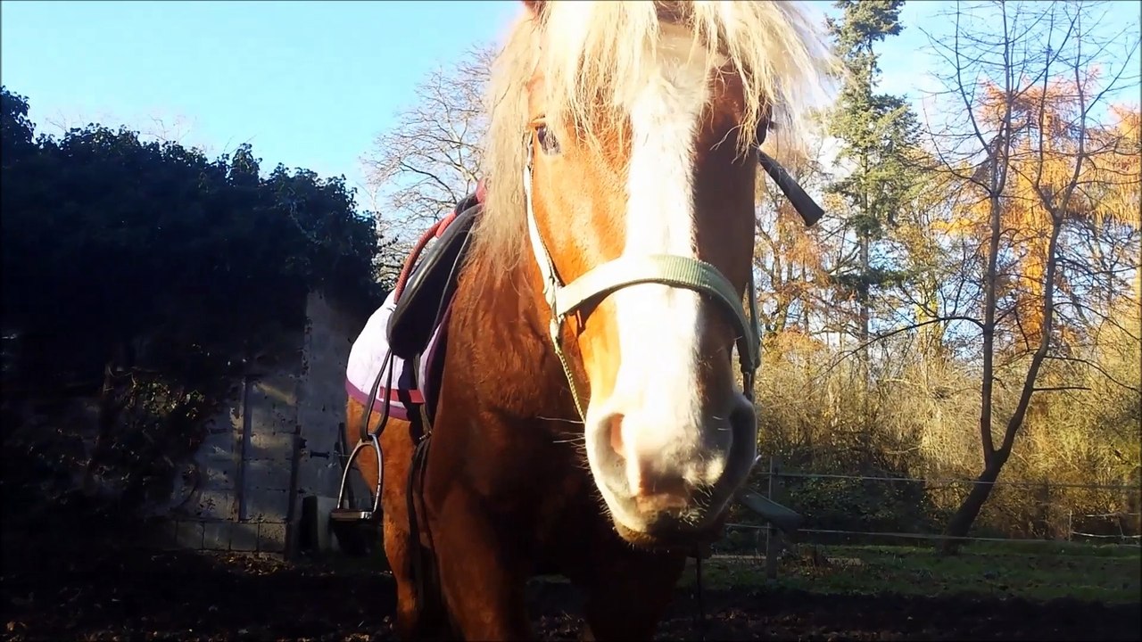 Jappeloup