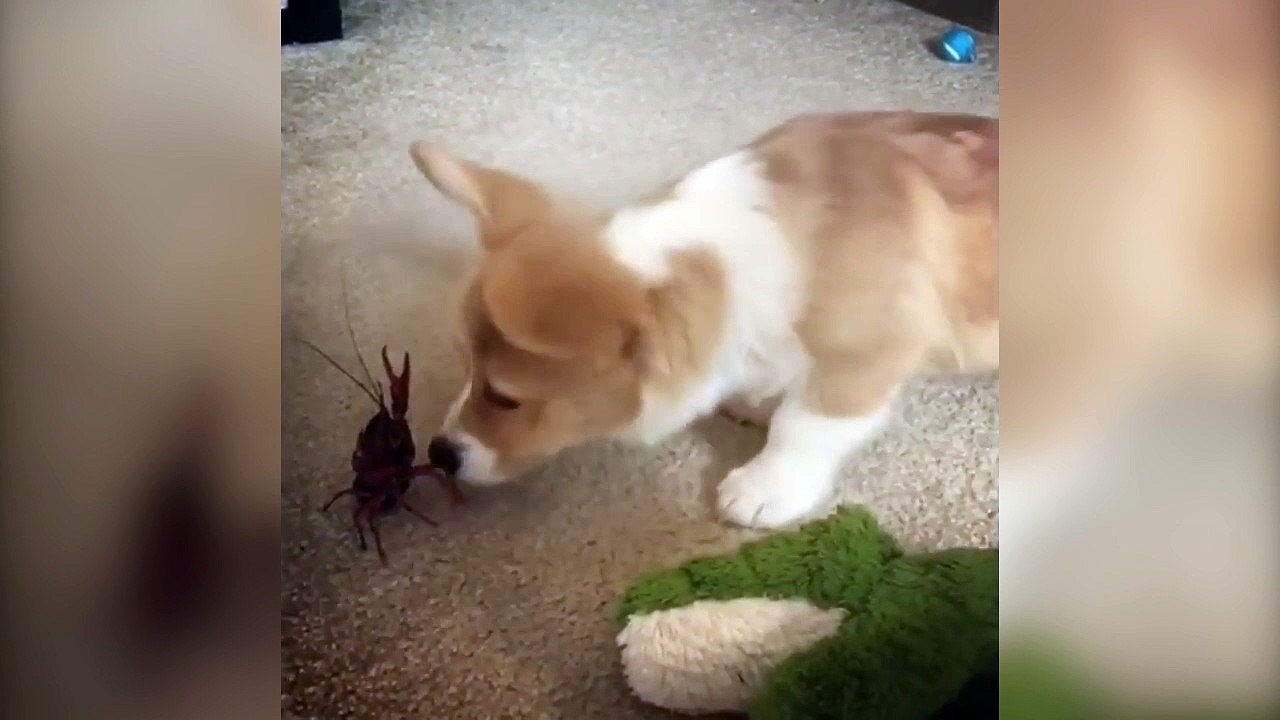 Ce chien veut absolument jouer avec un crabe !