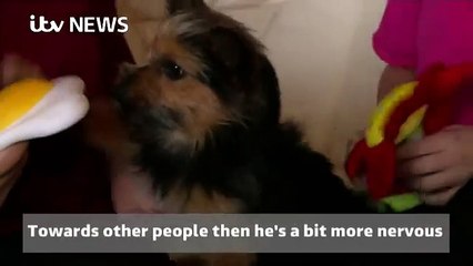 Des brutes droguent ce pauvre chien, quand son maître le retrouve, il est sous le choc!