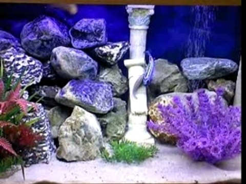 CICHLIDES AURATUS VS MEMBE DEEP