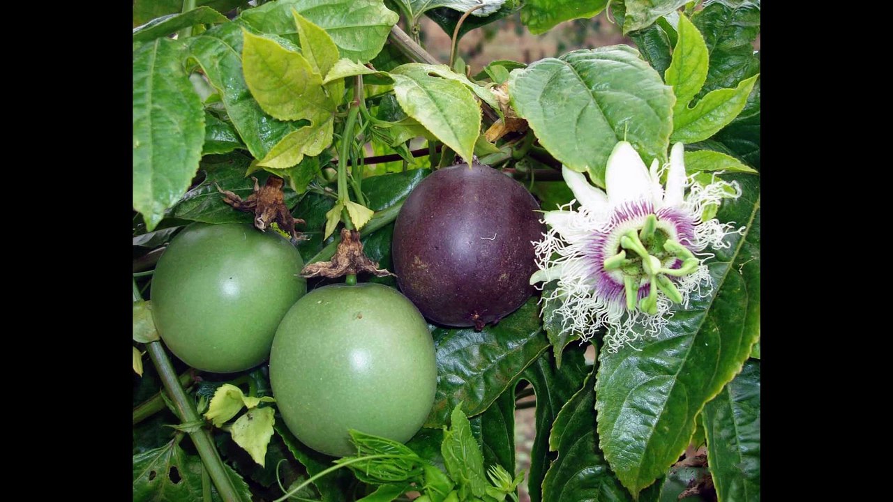 Como utilizar iscas para matar formigas