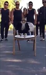 Monkey Gangster ( lol)