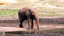 Elephants flephants Playing - African Animals