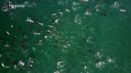 Con ayuda de un dron grabaron una enorme migración de delfines