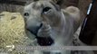 Three rare white lion cubs born in a French zoo