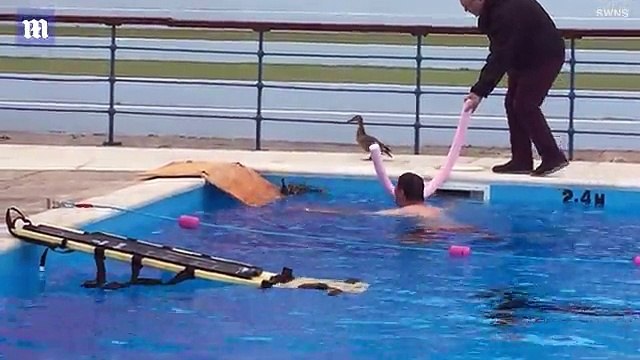 Adorable moment lifeguards rescue a mother duck and her nine tiny ducklings who mistook a swimming pool for a pond