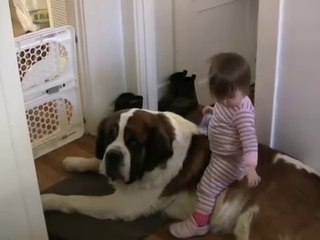 Toddler Tries Ride St. Bernard - (Dog Ain't Having It)