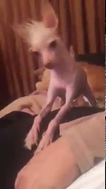 This dog?