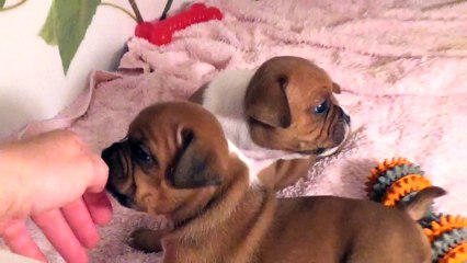 47ème Vidéo Maman et ses p'tits Oeufs de STAFFORDLAND