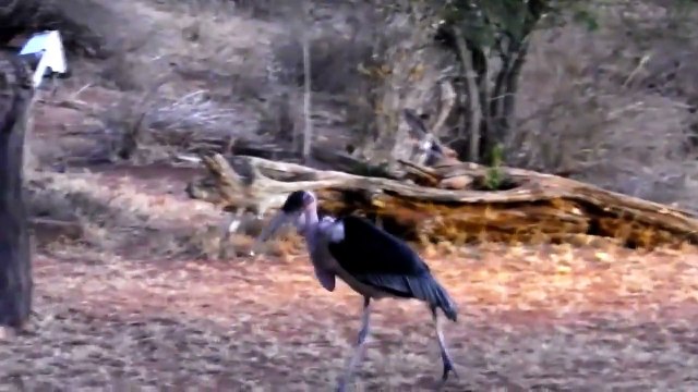 Birdwatching in Africa-WCK3evJA_wk