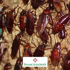 പാറ്റ ഒരു ഔഷധമാണ്..!!! #News60  Subscribe to Anweshanam today: https://goo.gl/WKuN8s