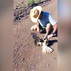 Un aigle a voulu défier un serpent...