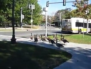 Des canards qui traversent sur le passage piéton