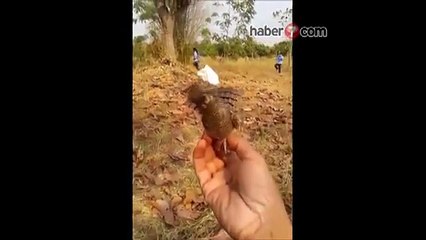 Bu Kuşu Görenler Şaşırıyor