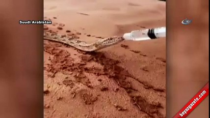 Şırıngayla yılana su verdiler