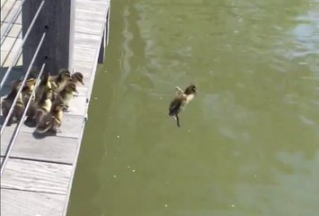Cute Lil' Ducks Jumping Off a Dock