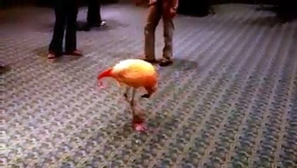 bu kuşun dansı süper olmuş