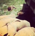 Slow Motion Video of a Honey Bee Stinging My Glove