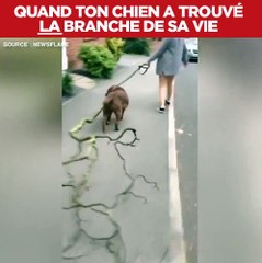 Ce chien a trouvé sa branche préférée et ne la lachera pas... même si elle fait 3m