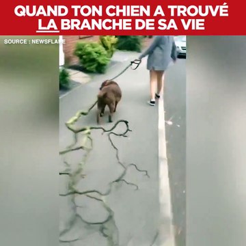 Ce chien a trouvé sa branche préférée et ne la lachera pas... même si elle fait 3m