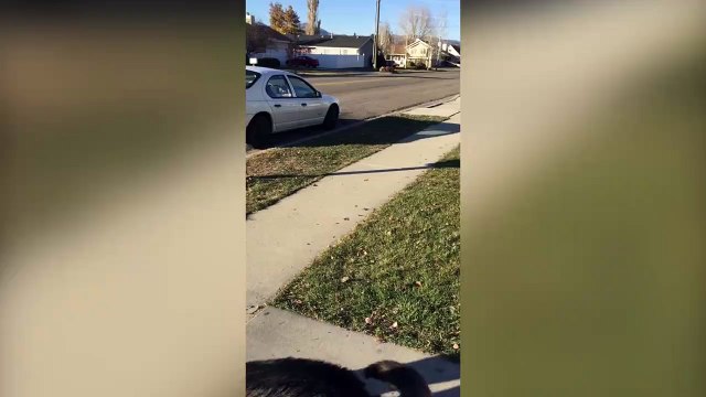 Quand ton chien veut ta trottinette...