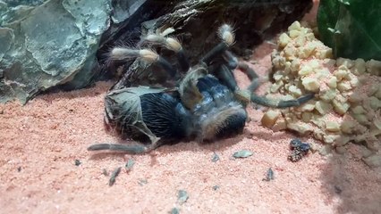 La mue de cette tarentule est magnifique et terrifiante