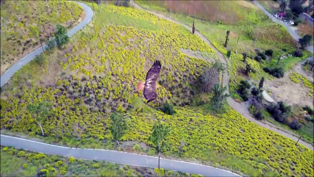 Il filme un aigle qui plane avec son drone placé juste au dessus du rapace